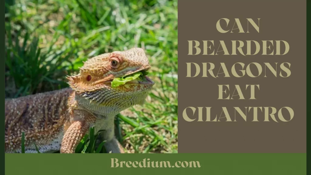 Can Bearded Dragons Eat Cilantro