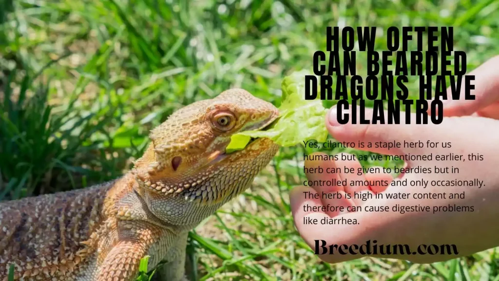 How Often Can Bearded Dragons Have Cilantro