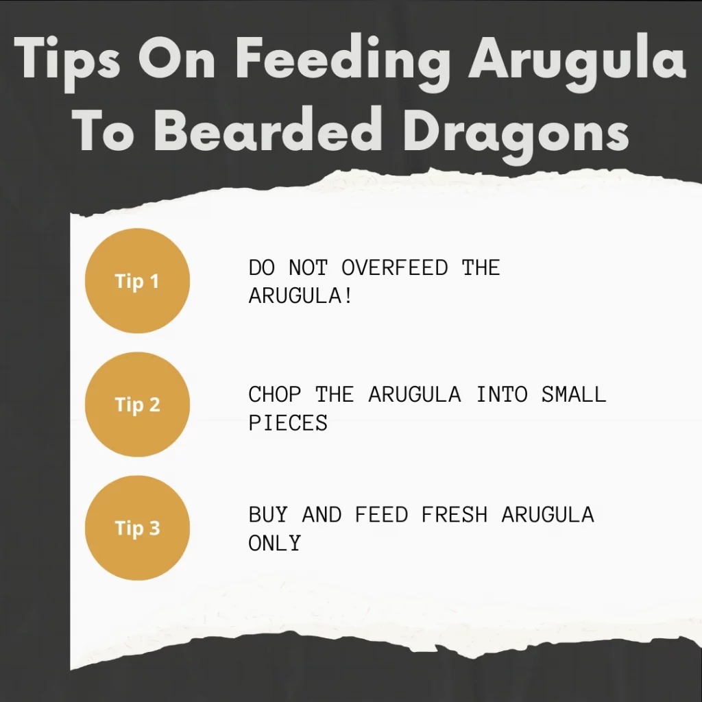 Tips On Feeding Arugula To Bearded Dragons