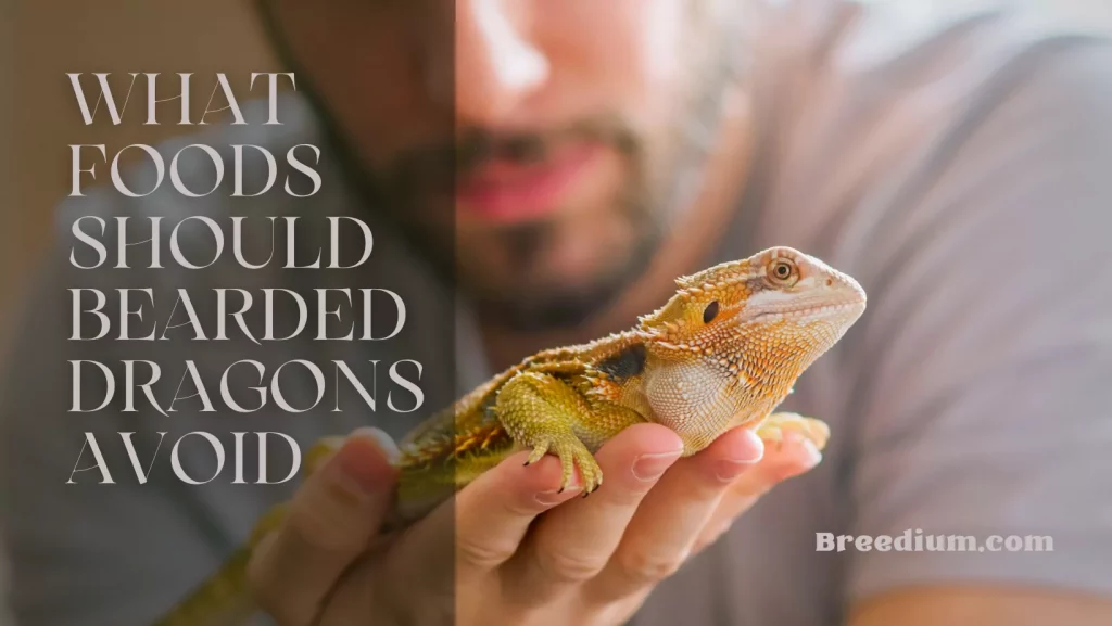 What Foods Should Bearded Dragons Avoid