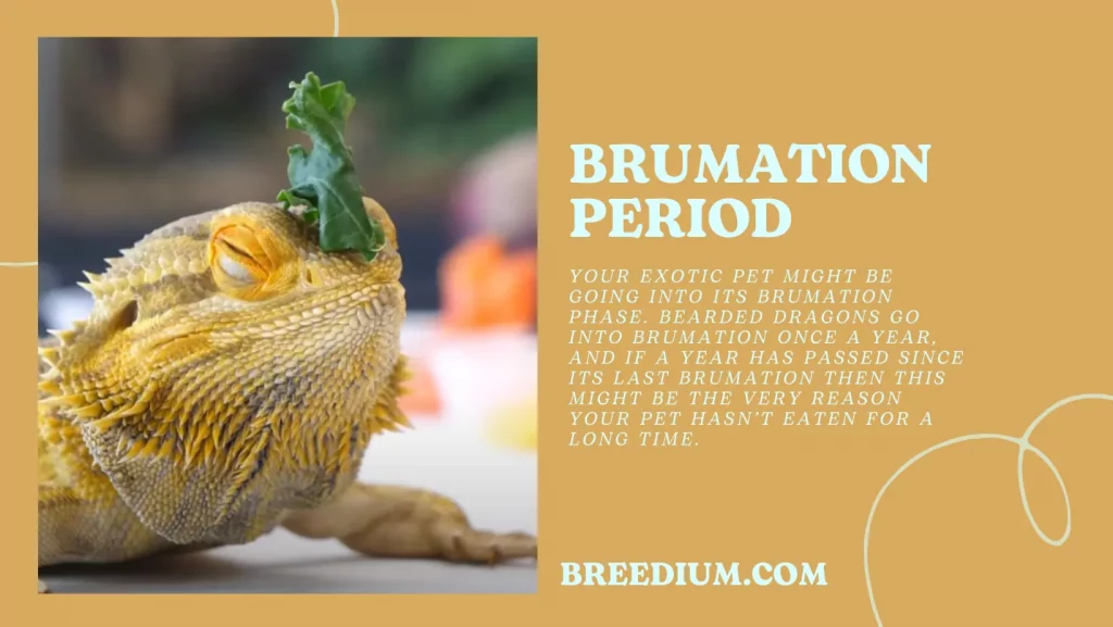 Brumation Period