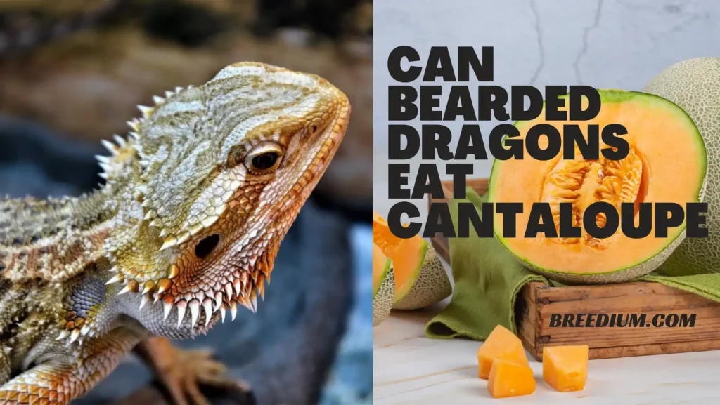 Can Bearded Dragons Eat Cantaloupe