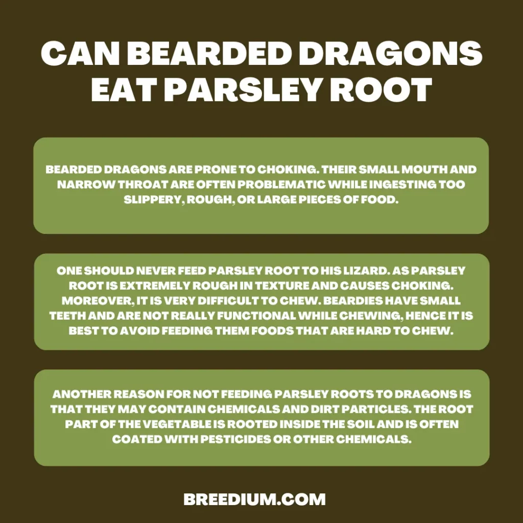 Can Bearded Dragons Eat Parsley Root