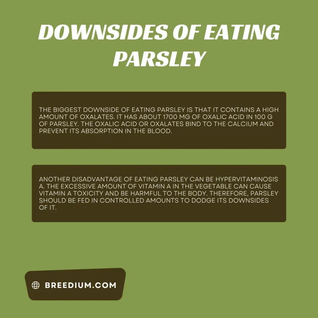 Downsides of Eating Parsley
