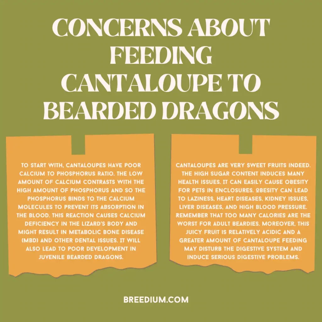 Feeding Cantaloupe To Bearded Dragons