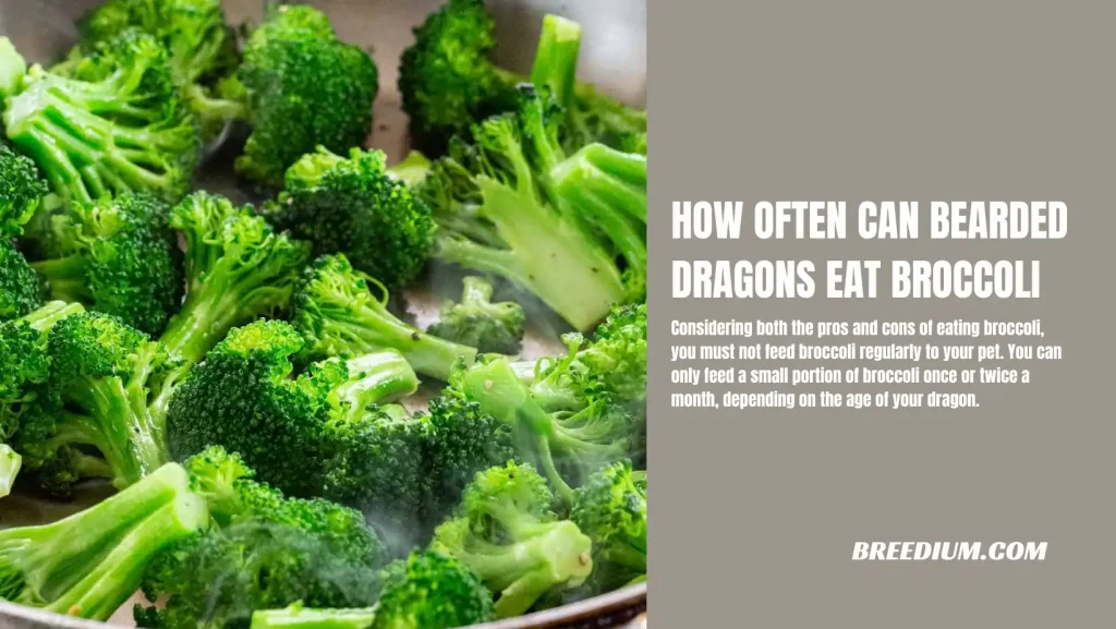How Often Can Bearded Dragons Eat Broccoli