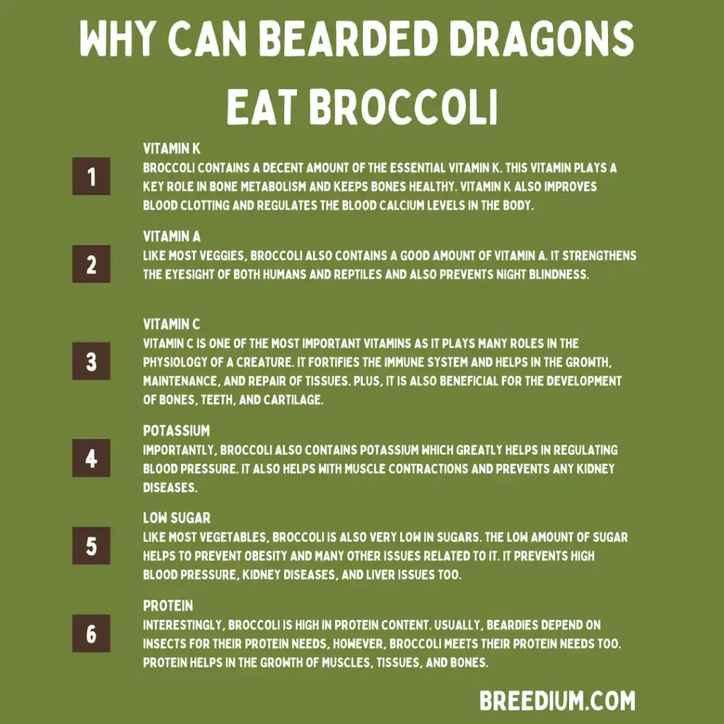 Why Can Bearded Dragon Eat Broccoli