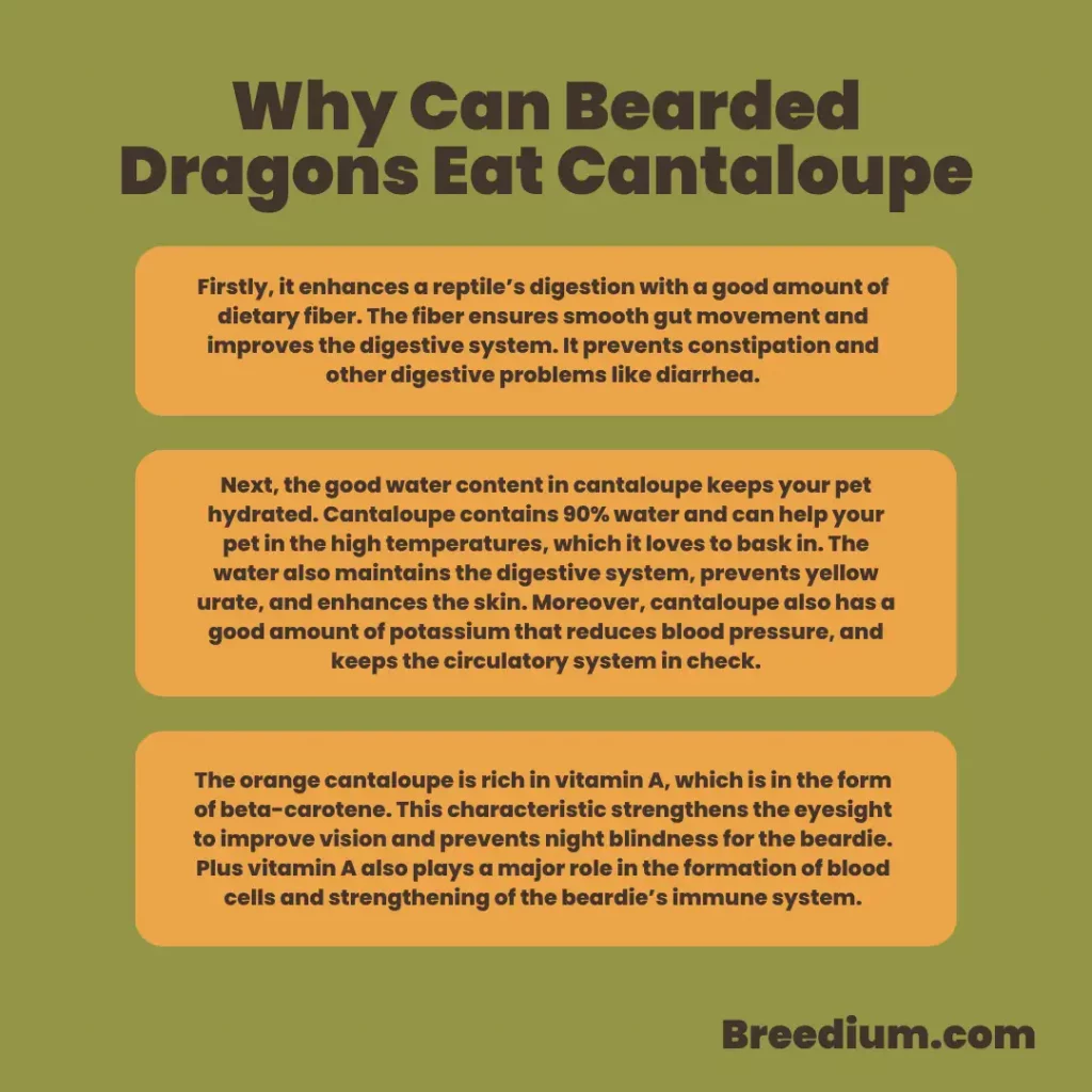 Why Can Bearded Dragons Eat Cantaloupe