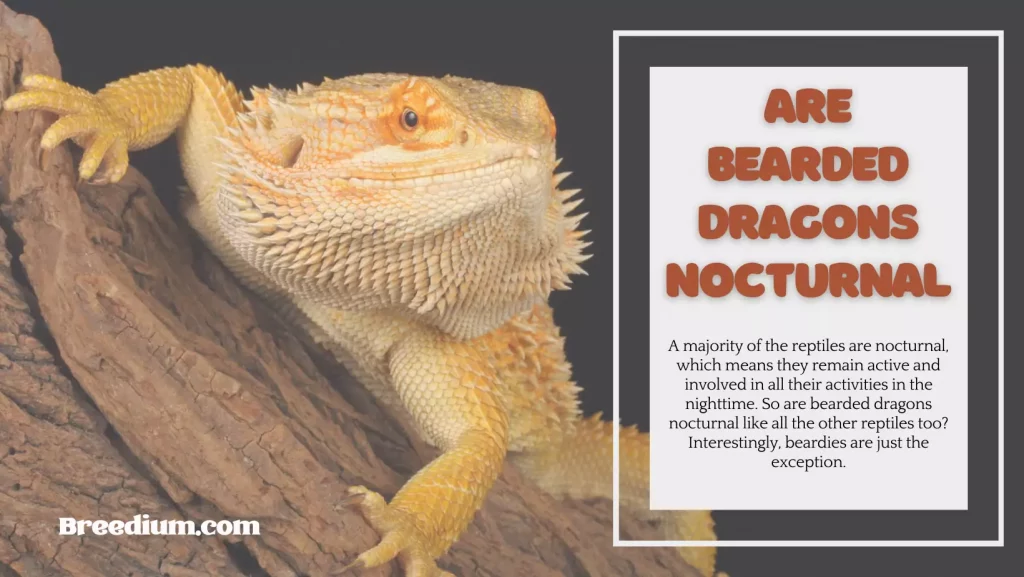 Are Bearded Dragons Nocturnal