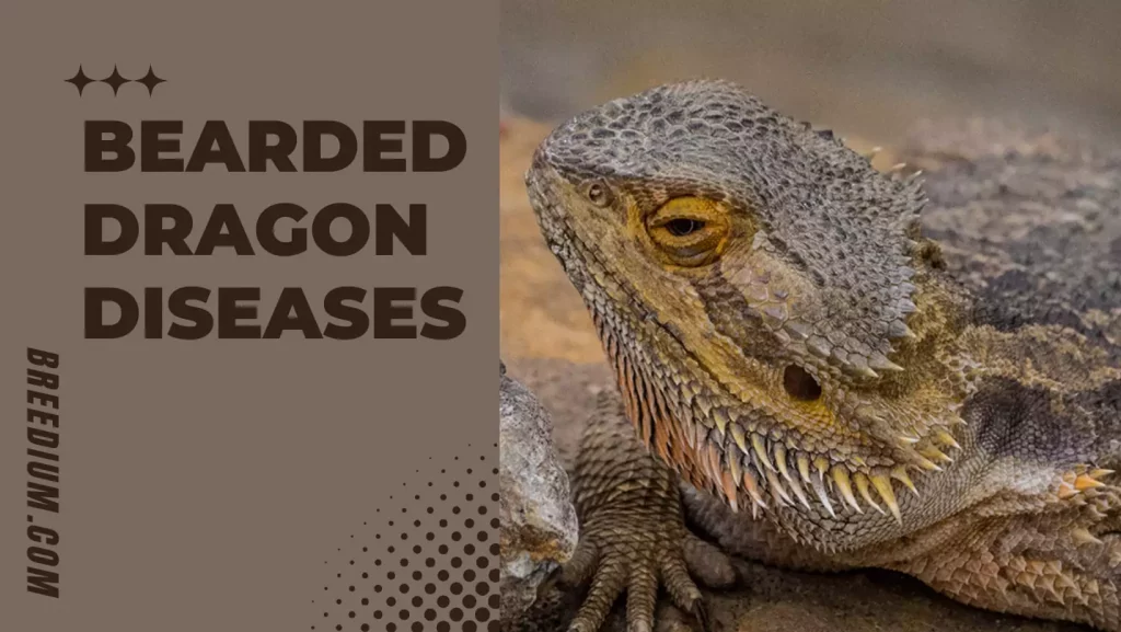 Bearded Dragon Diseases