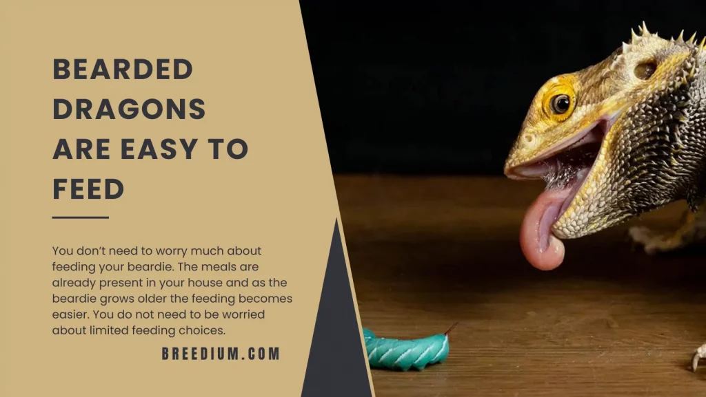 Bearded Dragons Are Easy To Feed