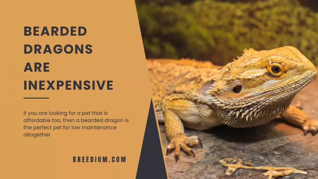 Bearded Dragons Are Inexpensive