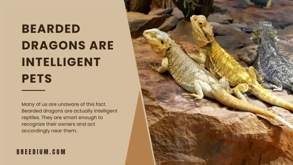 Bearded Dragons Are Intelligent Pets
