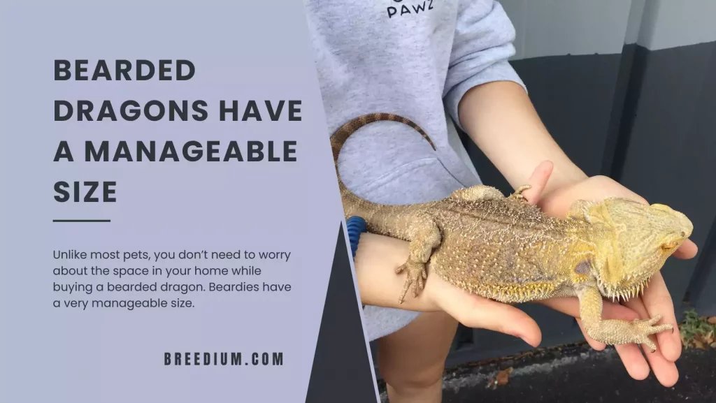 Bearded Dragons Have a Manageable Size