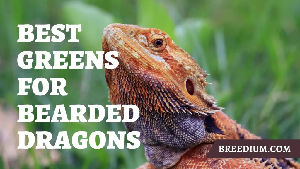 Best Greens For Bearded Dragons