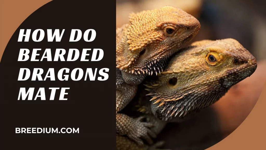 How Do Bearded Dragons Mate