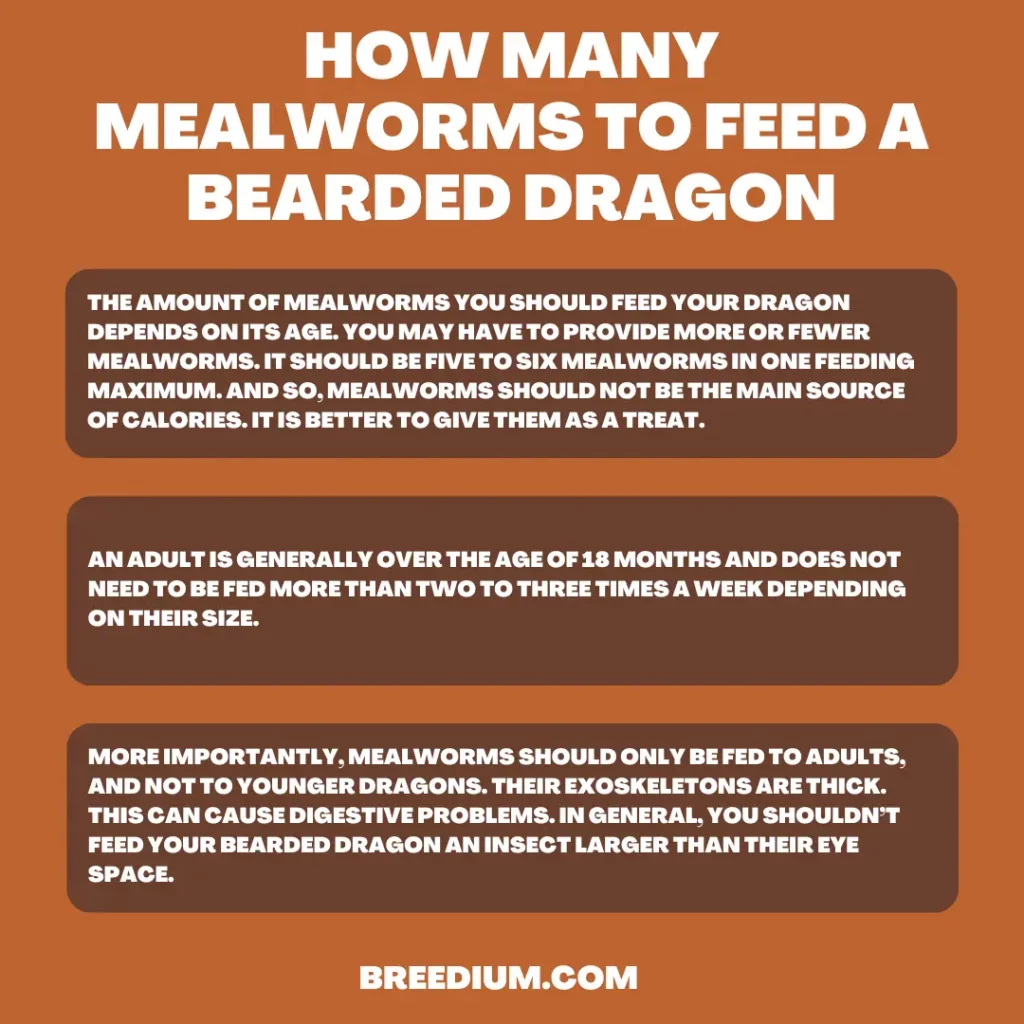 How Many Mealworms To Feed A Bearded Dragon