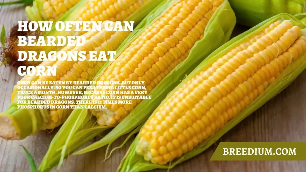How Often Can Bearded Dragons Eat Corn