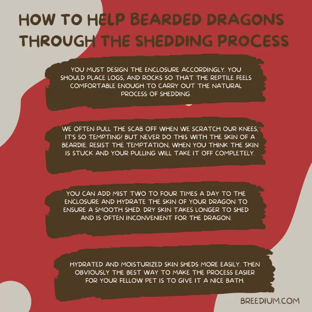 How To Help Bearded Dragons Through The Shedding Process