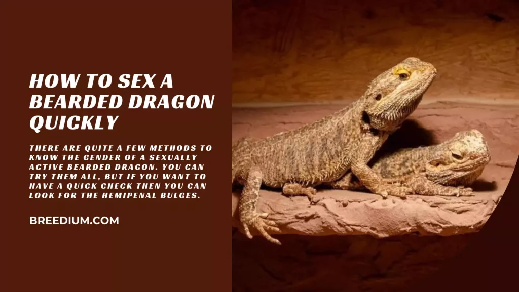 How To Sex A Bearded Dragon Quickly