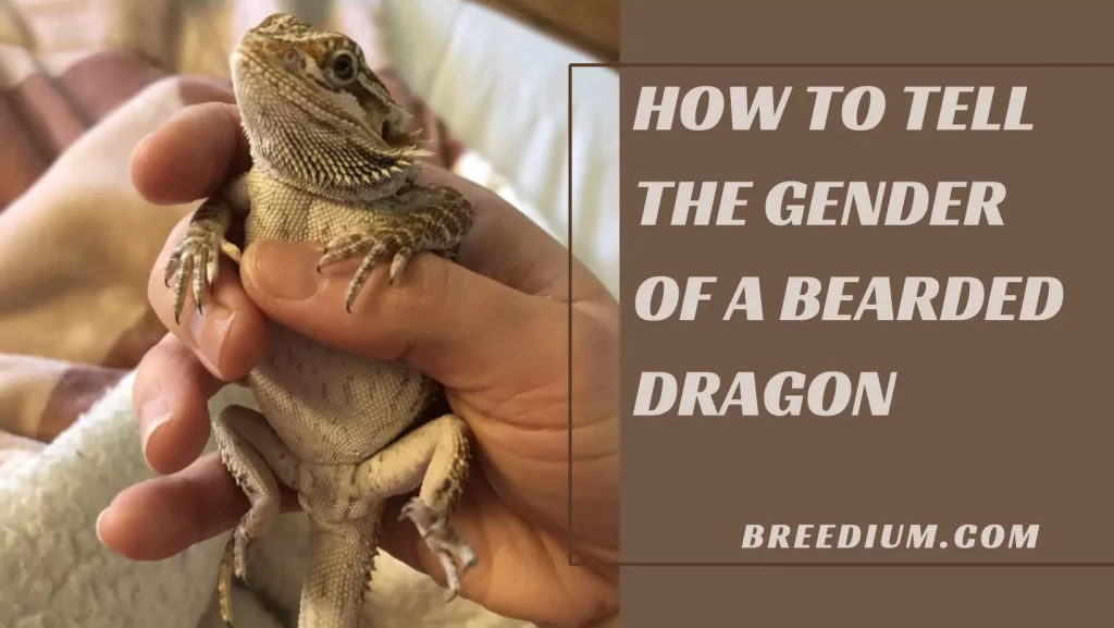 How To Tell The Gender of A Bearded Dragon
