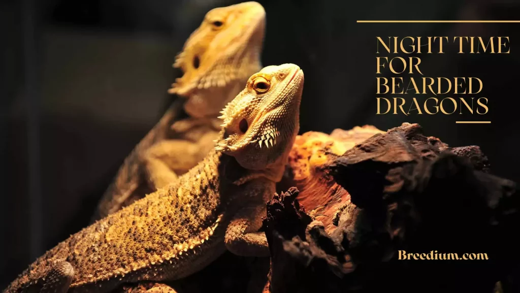 Night Time For Bearded Dragons