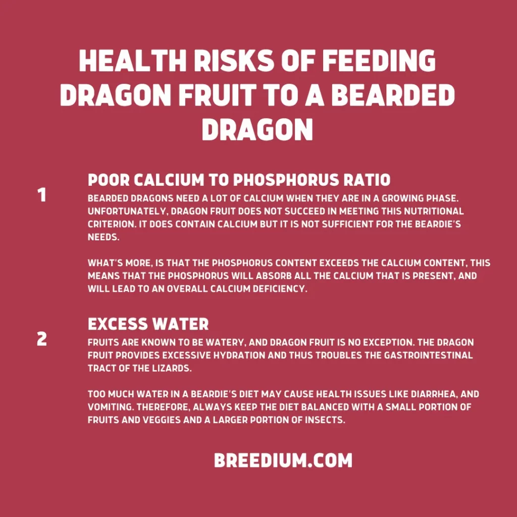 Risks Of Feeding Dragon Fruit
