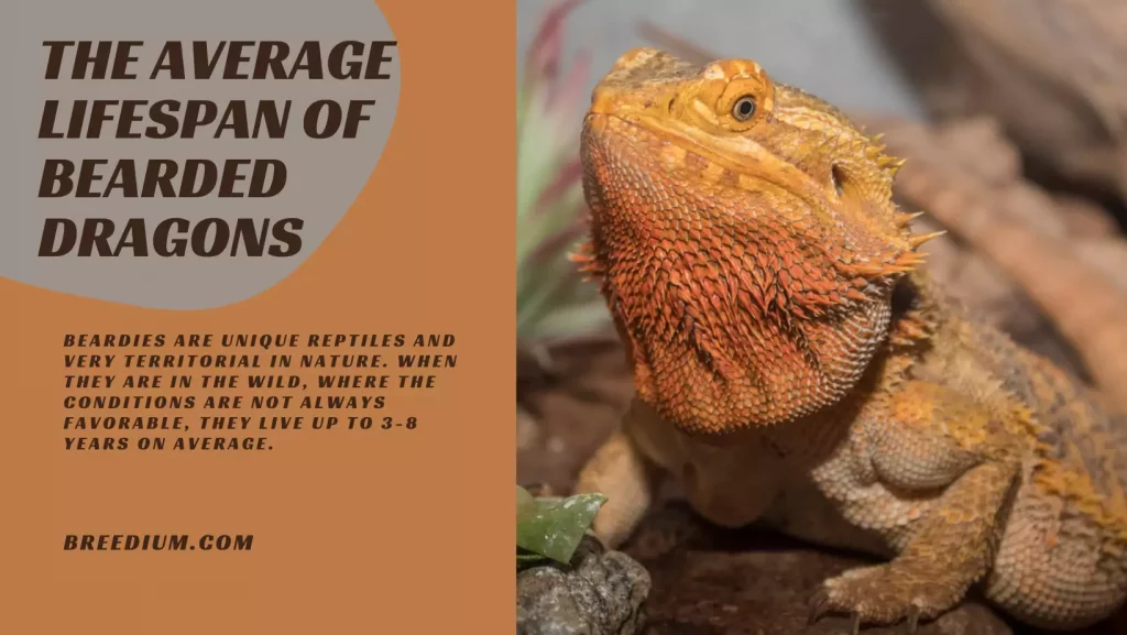 The Average LifeSpan of Bearded Dragons
