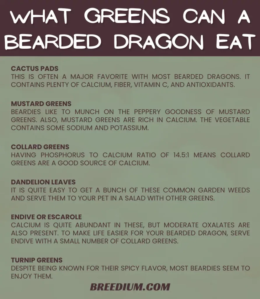 What Greens Can A Bearded Dragon Eat