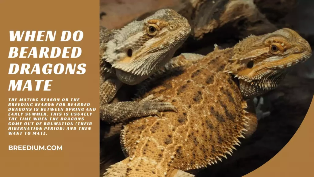 When Do Bearded Dragons Mate