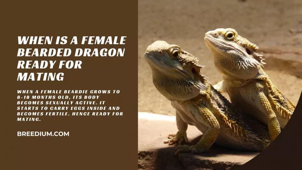 When Is A Female Bearded Dragon Ready For Mating