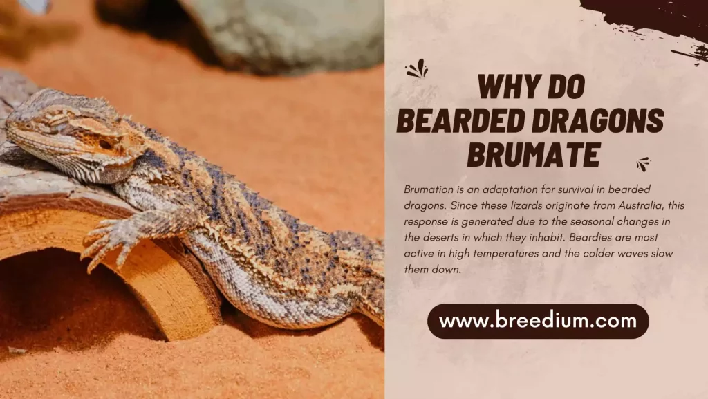 Why Do Bearded Dragons Brumate