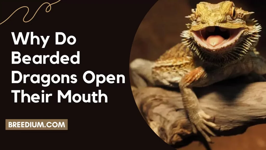 Why Do Bearded Dragons Open Their Mouth