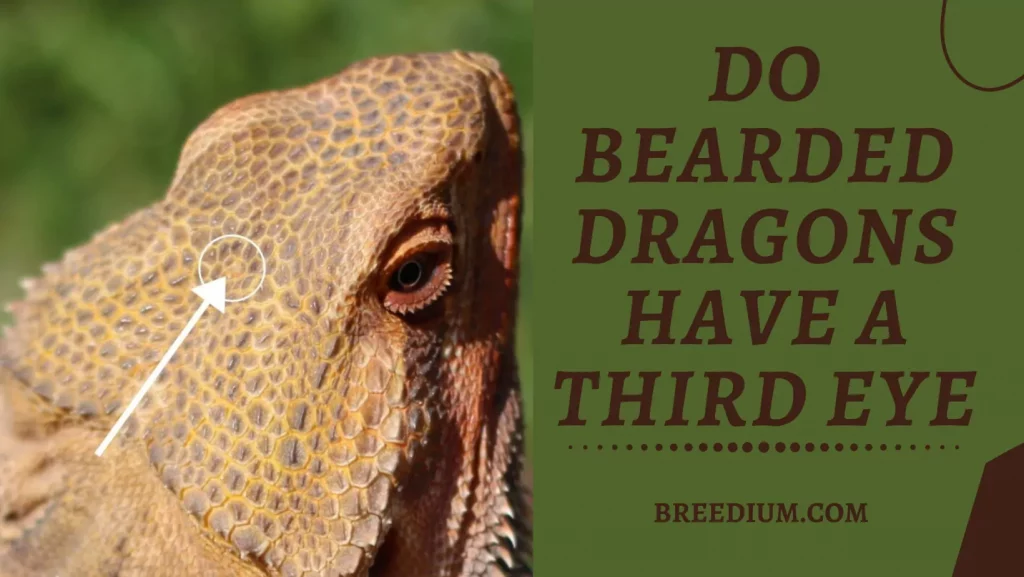 Do Bearded Dragons Have A Third Eye