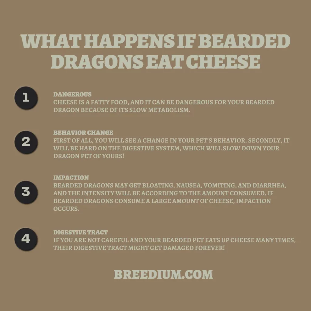 If Bearded Dragons Eat Cheese