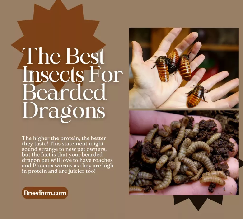 The Best Insects For Bearded Dragons