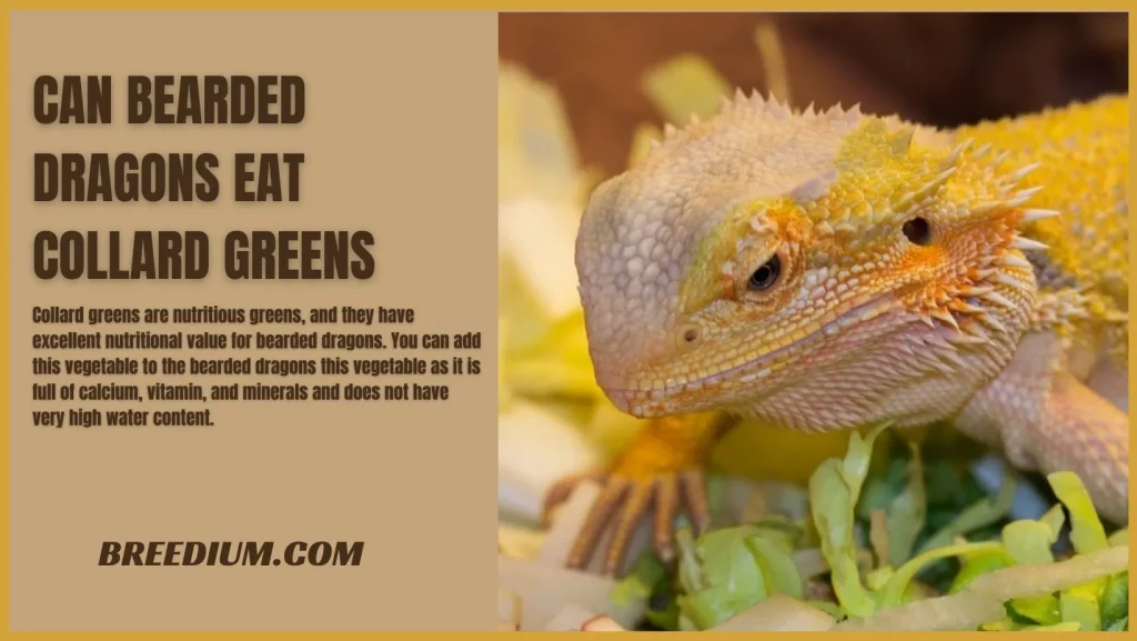 Can Bearded Dragons Eat Collard Greens