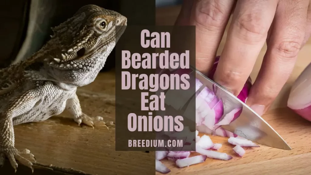 Can Bearded Dragons Eat Onions
