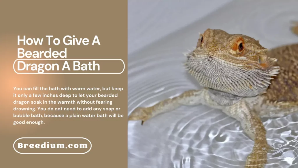 How To Give A Bearded Dragon A Bath