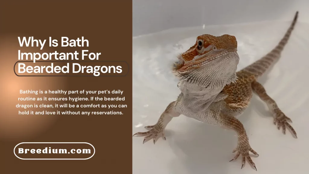 Why Is Bath Important For Bearded Dragons