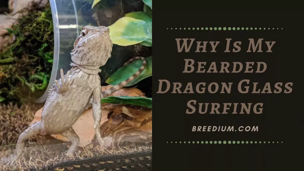Why Is My Bearded Dragon Glass Surfing