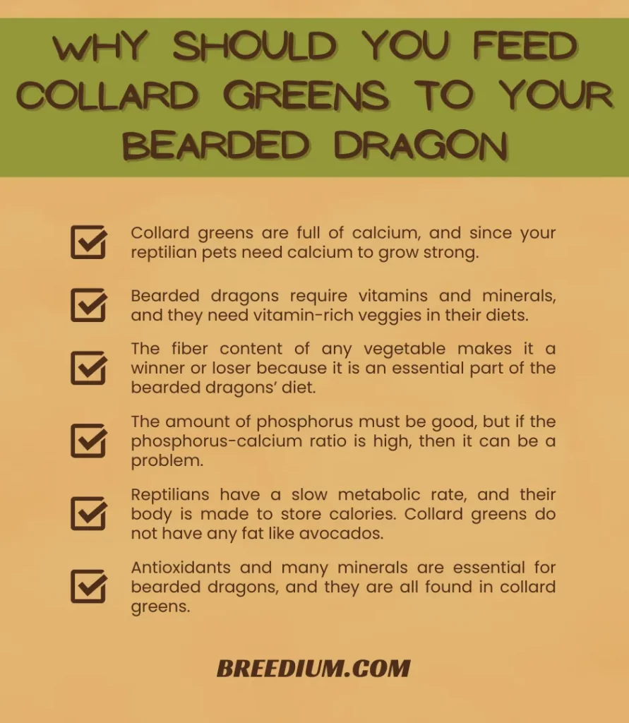 Why Should You Feed Collard Greens