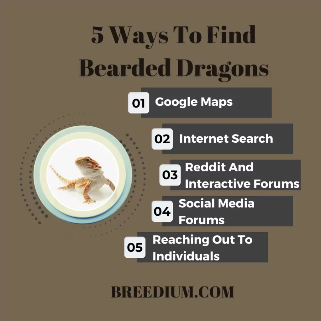 5 Ways To Find Bearded Dragons