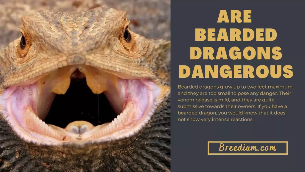 Are Bearded Dragons Dangerous