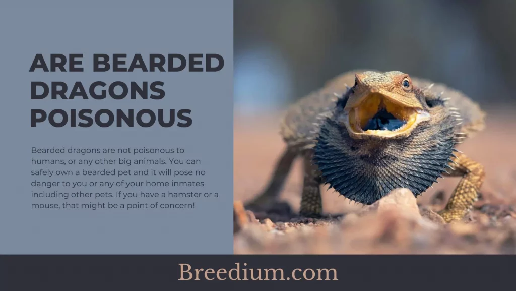Are Bearded Dragons Poisonous