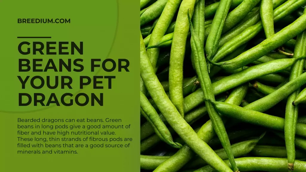 Beans For Your Pet Dragon