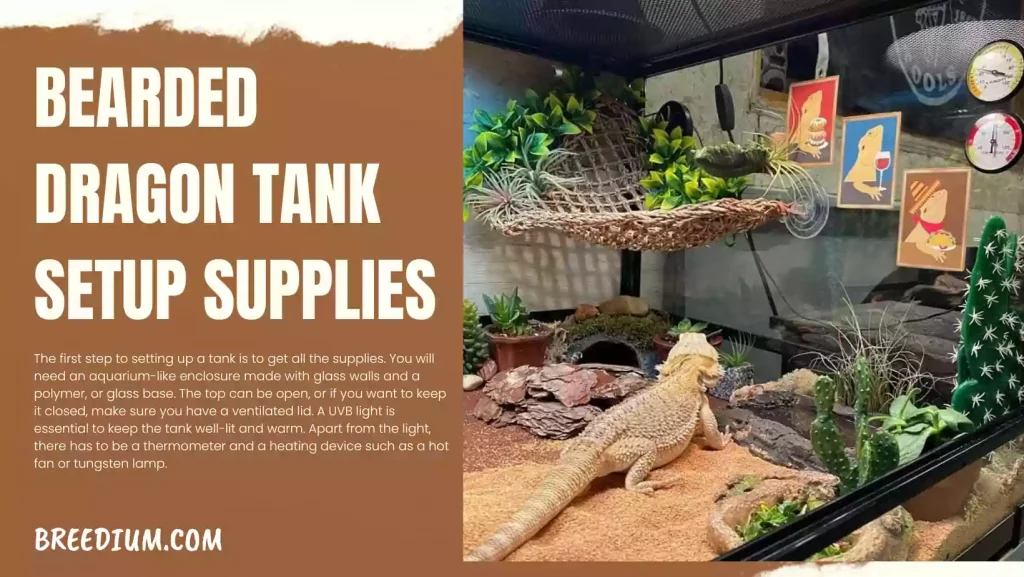 Bearded Dragon Tank Setup Supplies