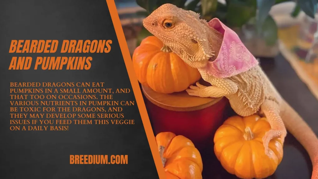 Bearded Dragons And Pumpkins