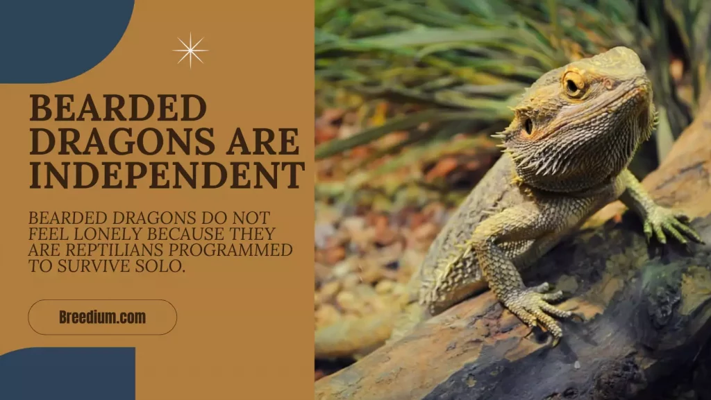 Bearded Dragons Are Independent