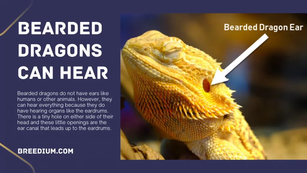 Bearded Dragons Can Hear